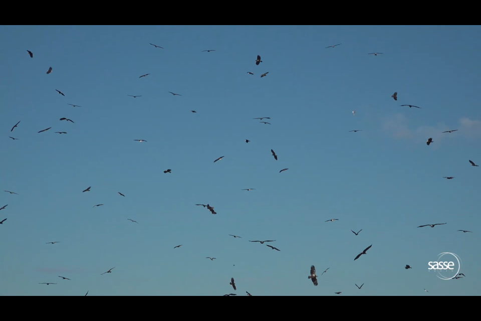 Eagles fill the sky above a Vancouver beach.