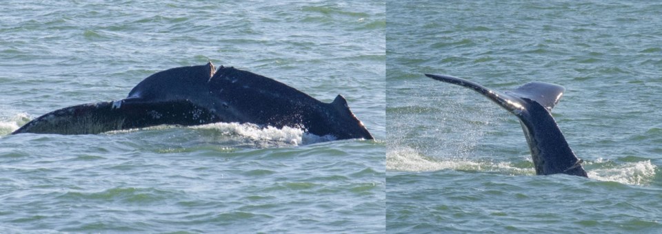 VancouverHumpbackwhale