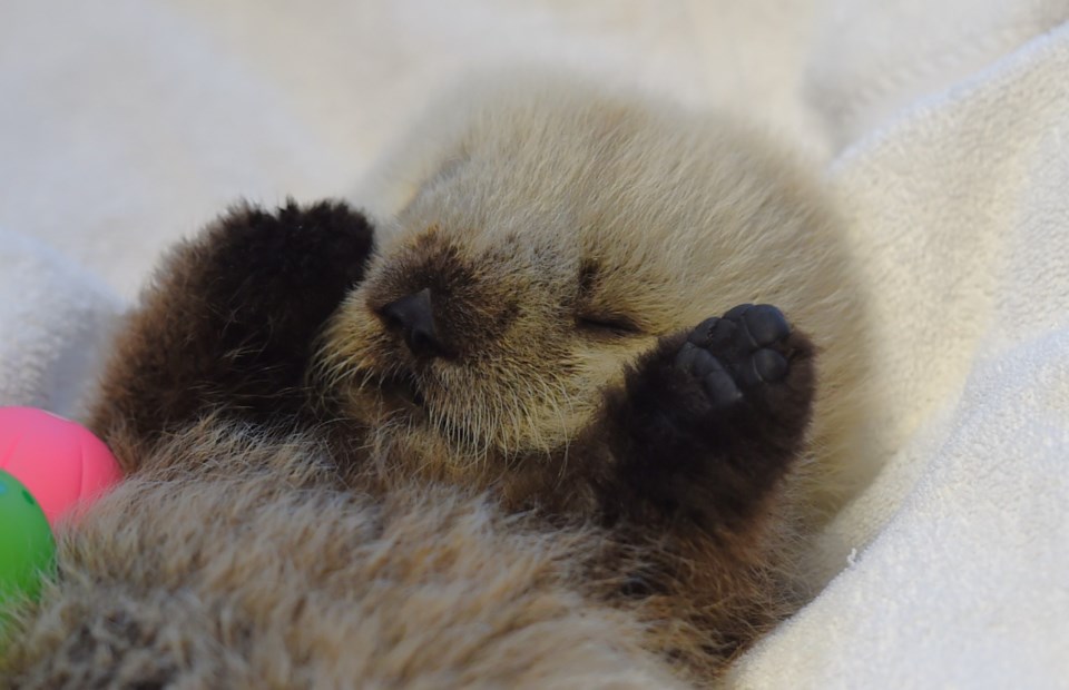 Meet Tofino: Cute Vancouver Island sea otter pup gets name - Vancouver ...