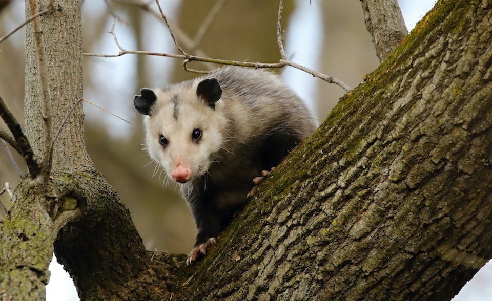 virginia-opossum-metro-vancouver-invasive-species-2024