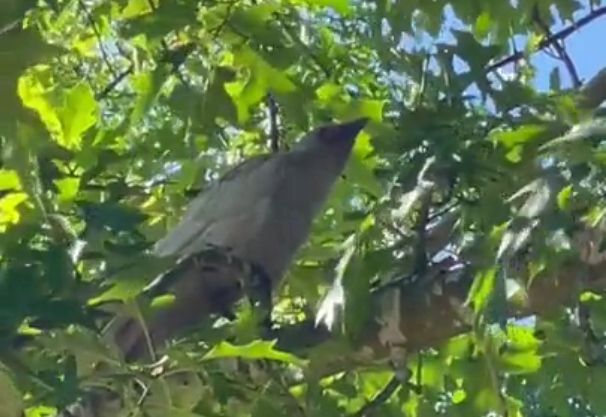 Gorgeous white crow spotted in Bear Creek Park (VIDEO) - Vancouver Is  Awesome
