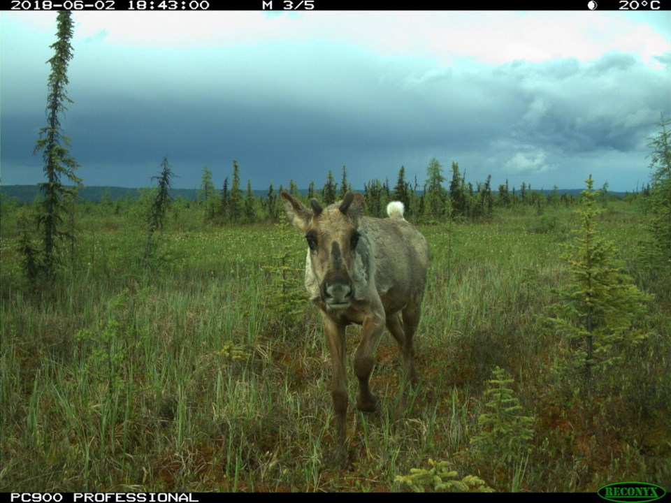 Woodland Caribou 1