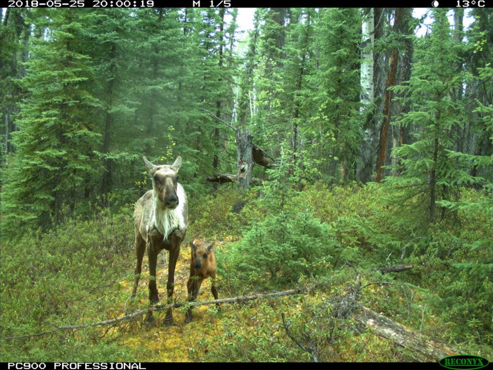 Woodland caribou 2