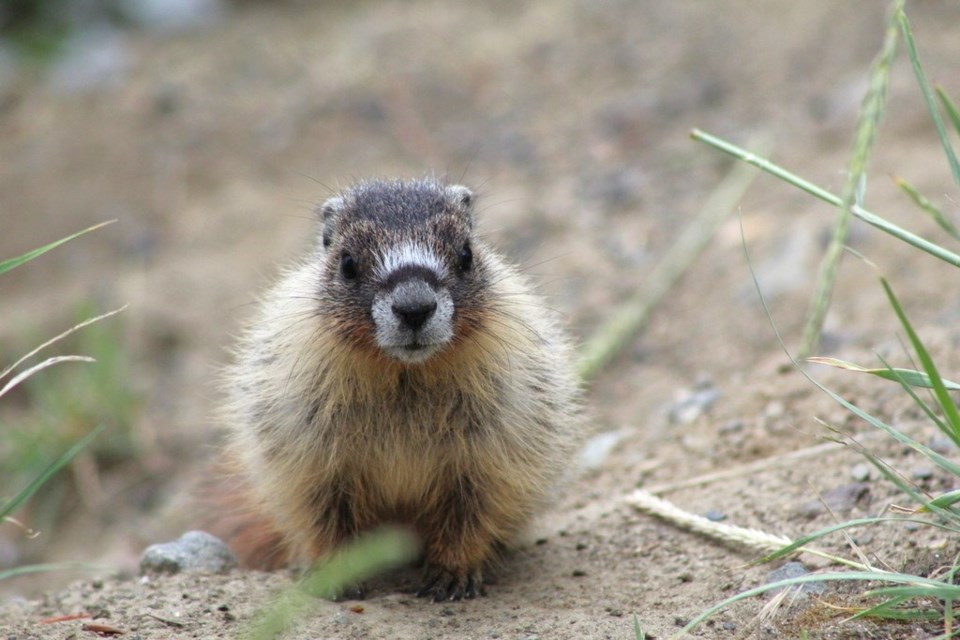 yellow-bellied-marmot