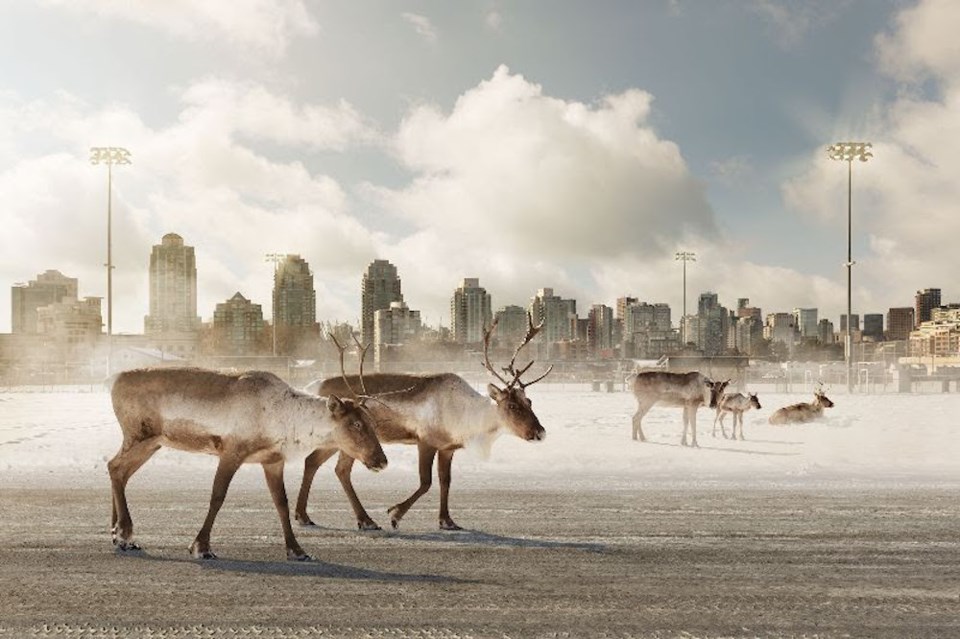 cariboo-walking-city