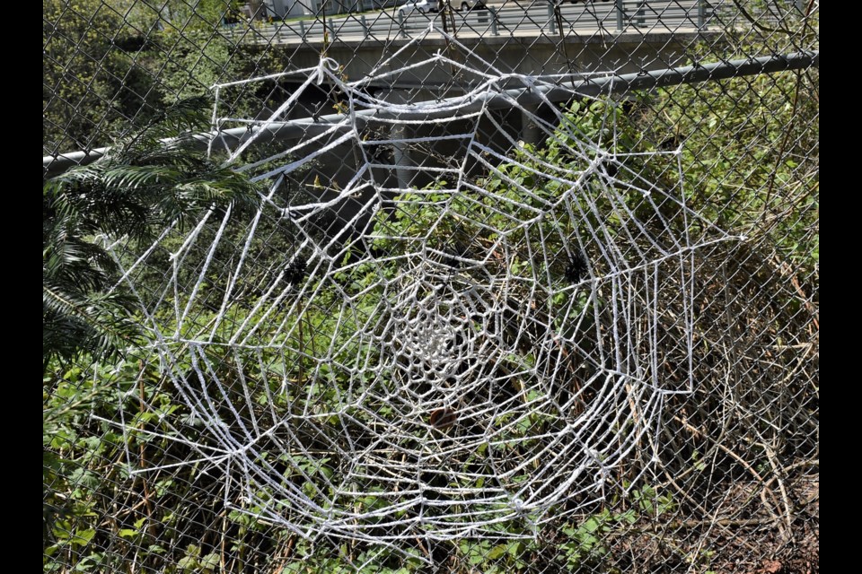 Vancouver's giant spider art, Phobia, now has a web to call home thanks to local artist and yarn bomber Deidre Pinnock.