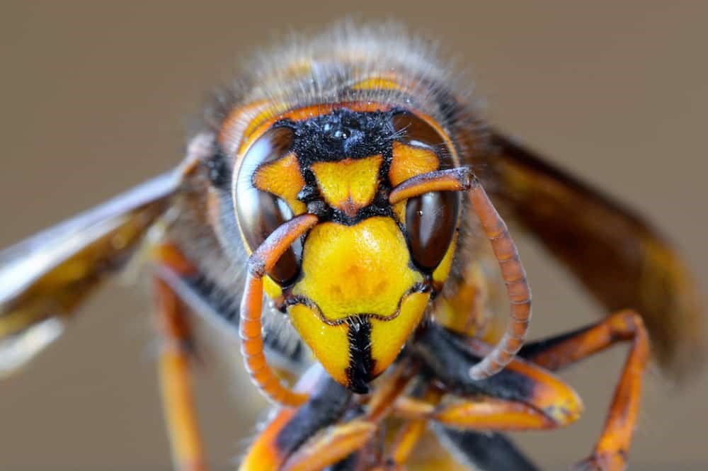 Here is how the B.C. government plans to eradicate 'murder hornets'