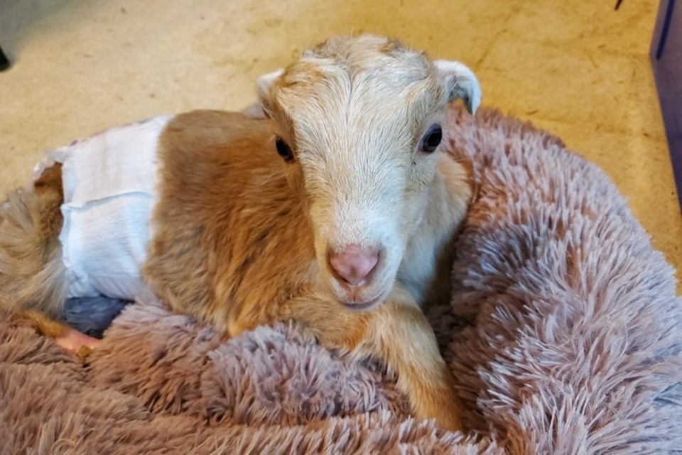 baby goat 3