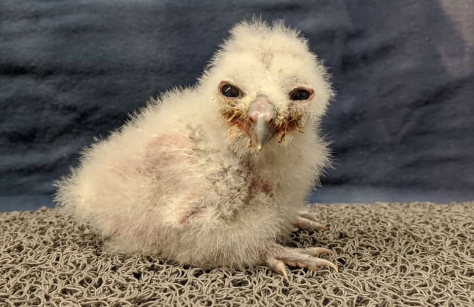 baby-owl-vancouver