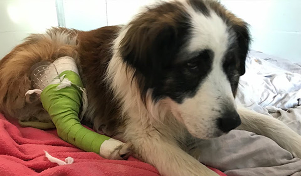 BC SPCA st bernard shot1