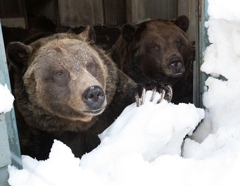 bears-grouse-mtn