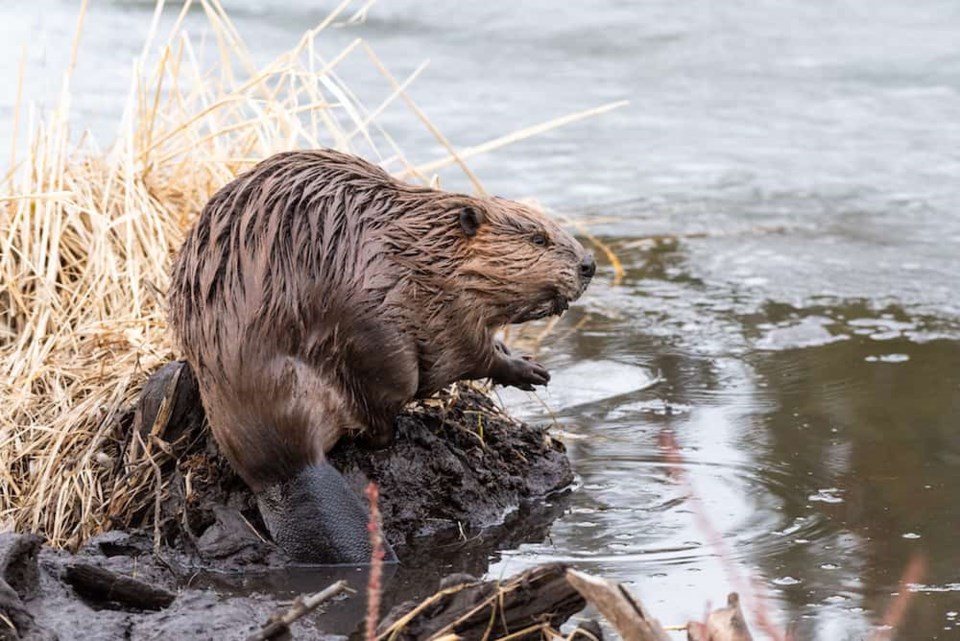 beaver-water