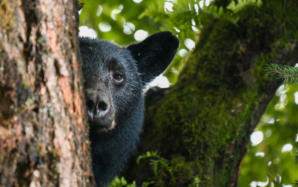 black bear