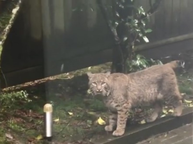 bobcat