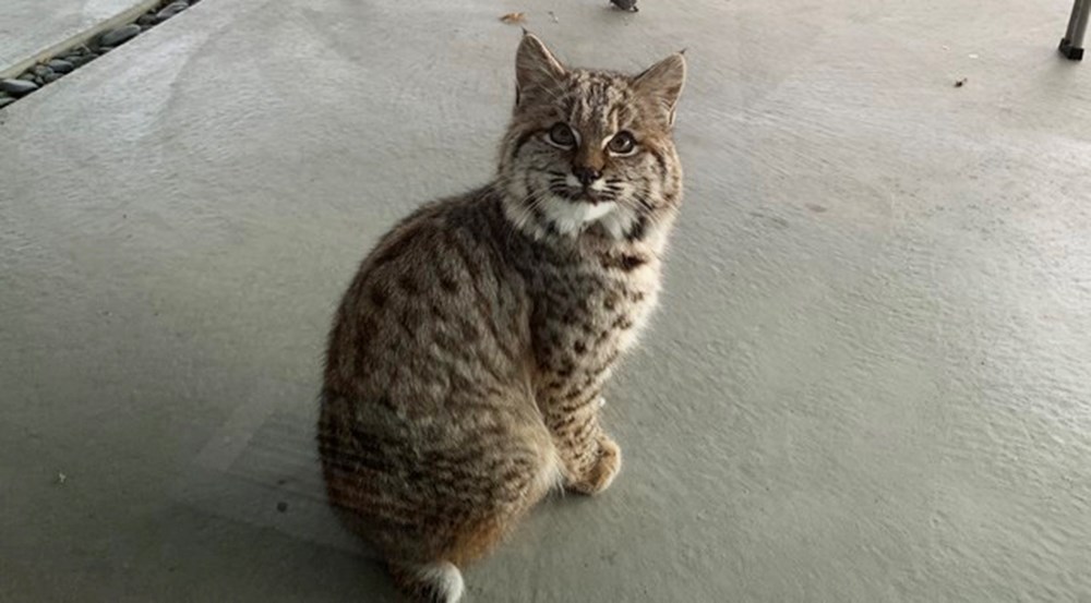 'Friendly' bobcat stops by B.C. home for a visit (VIDEO) Vancouver Is