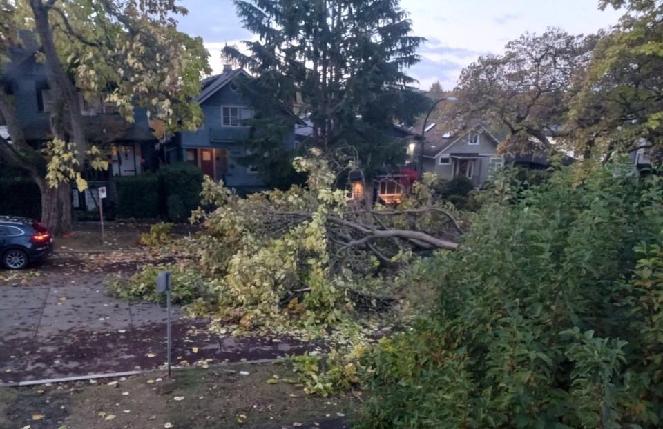 bc-storm-vancouver-fallen-tree