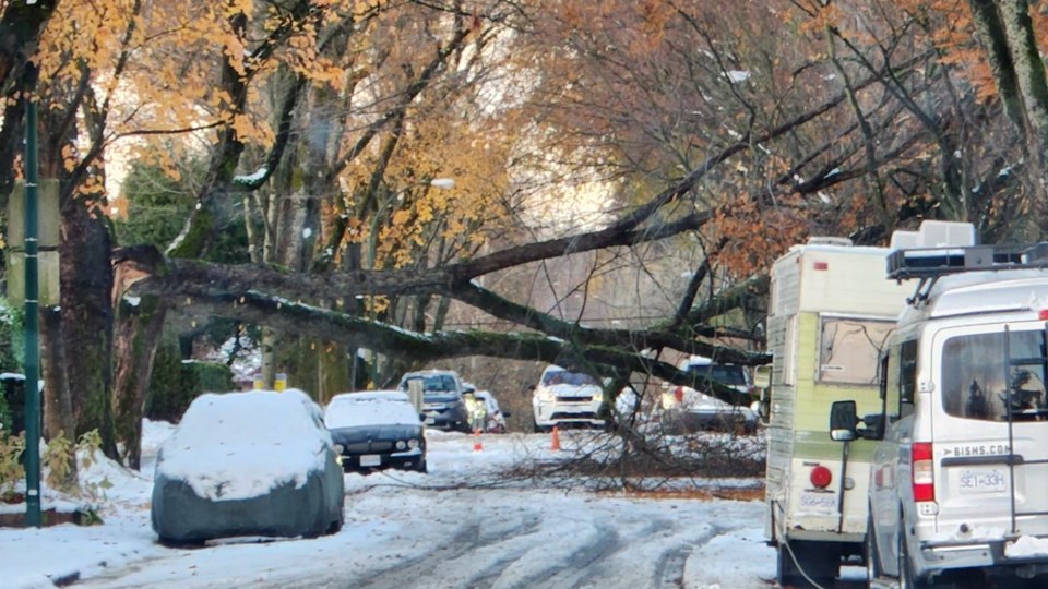 big-fallen-tree-snowstorm