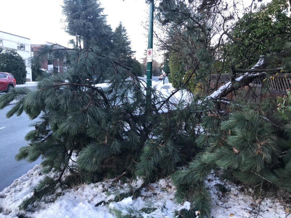 fallen-tree-snowstorm-1