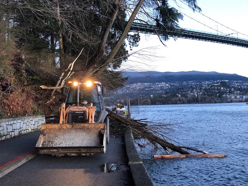 fallen-tree-stanley-park-seawall