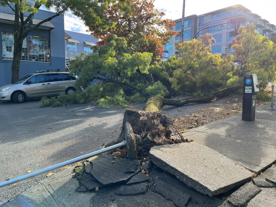 fallen-tree-vancouver