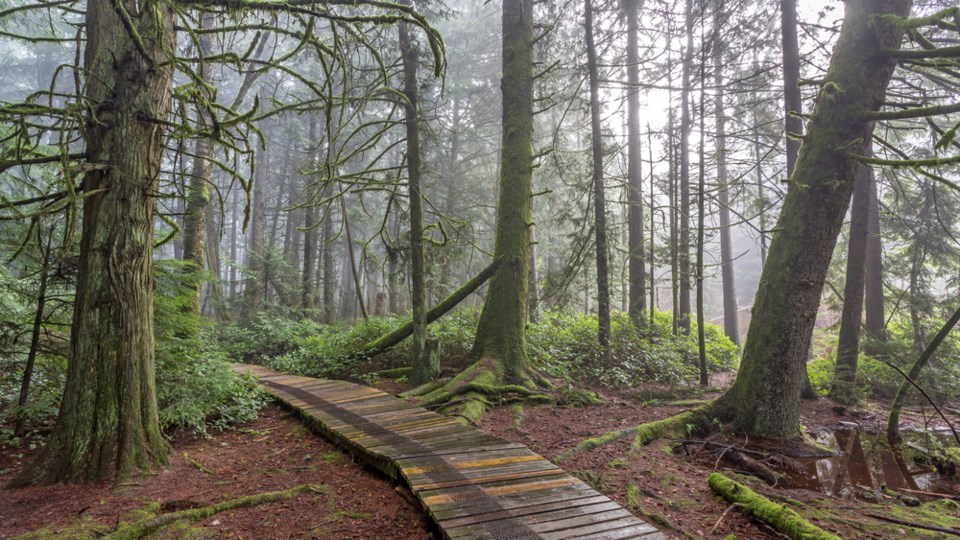 burns-bog-delta-bc