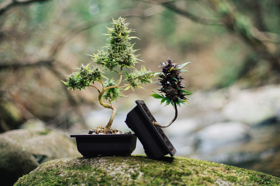 Cannabis + Bonsai = Cannabonsai : r/pics