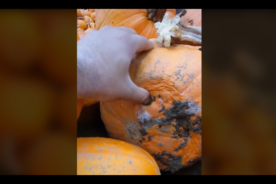 Maan Farms in Abbotsford recently announced they would be donating the half of their pumpkin harvest devastated by heavy rains to local livestock farmers. 