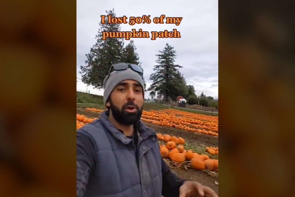 Amir Maan explained a combination of extreme summer temperatures and recent heavy rains contributed to the mass pumpkin die-off.