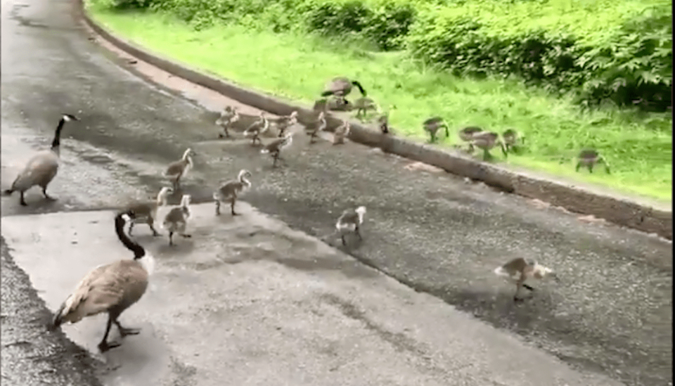 canada-geese-stanley-park.jpg