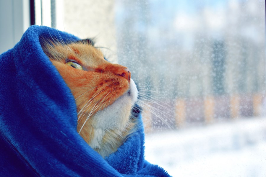 cat-blanket-cold-window