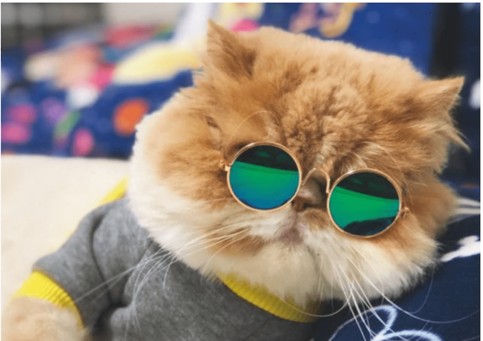 cat-sunglasses.jpg