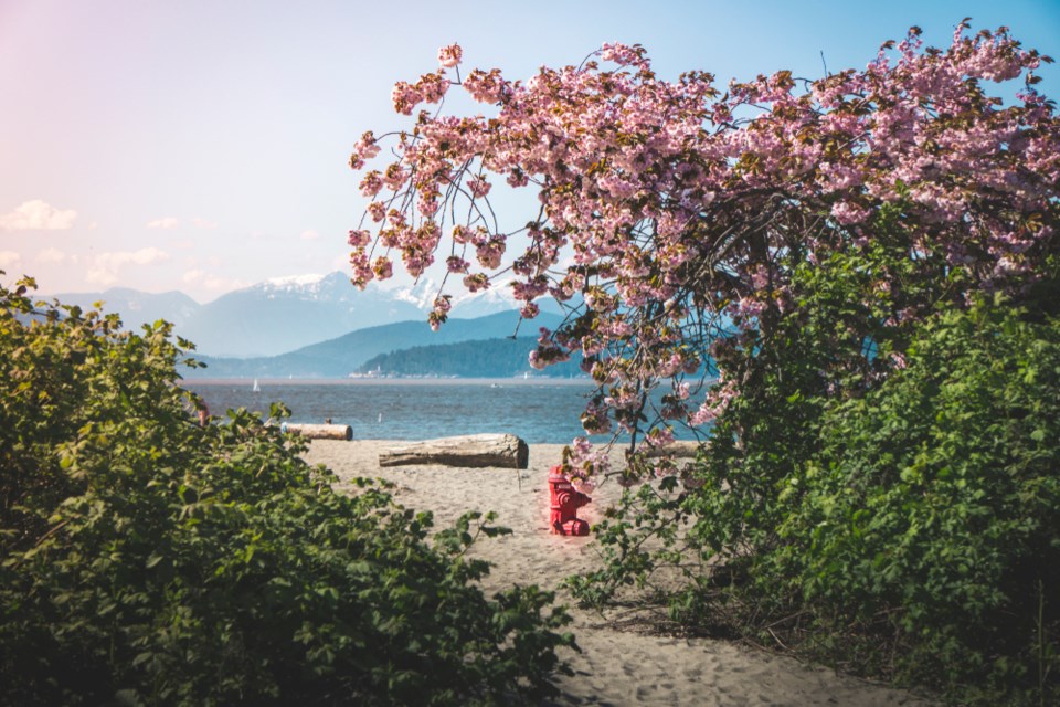 cherry-blossoms-jericho-beach-vancouver