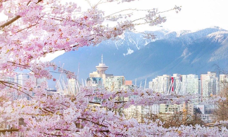 cherry-blossoms-vancouver-photos