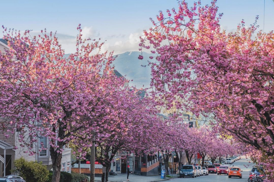 cherry-blossoms-vancouver.jpg