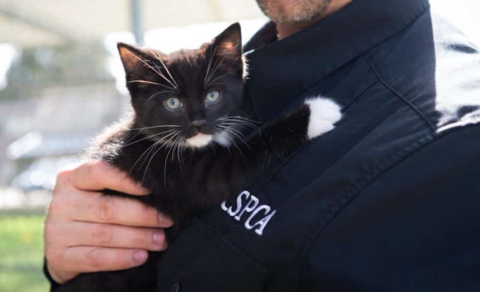 cid-male-staff-holding-black-white-cat-kitten-eye-contact-brand-2-825x419