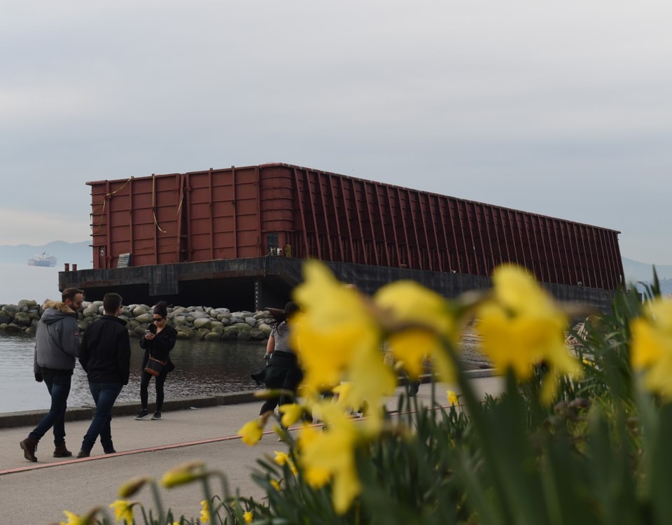 Barge daffodils 