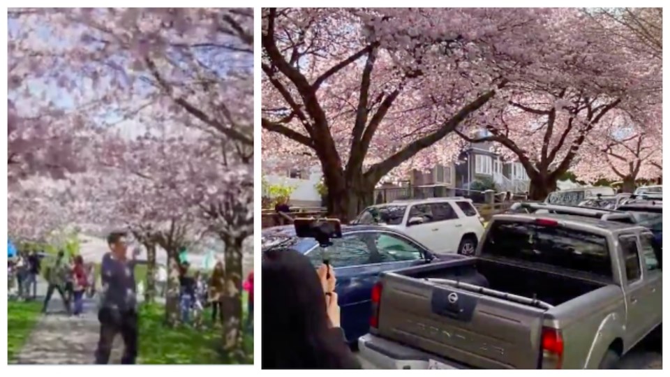 cherry-blossom-crowding-vancouver