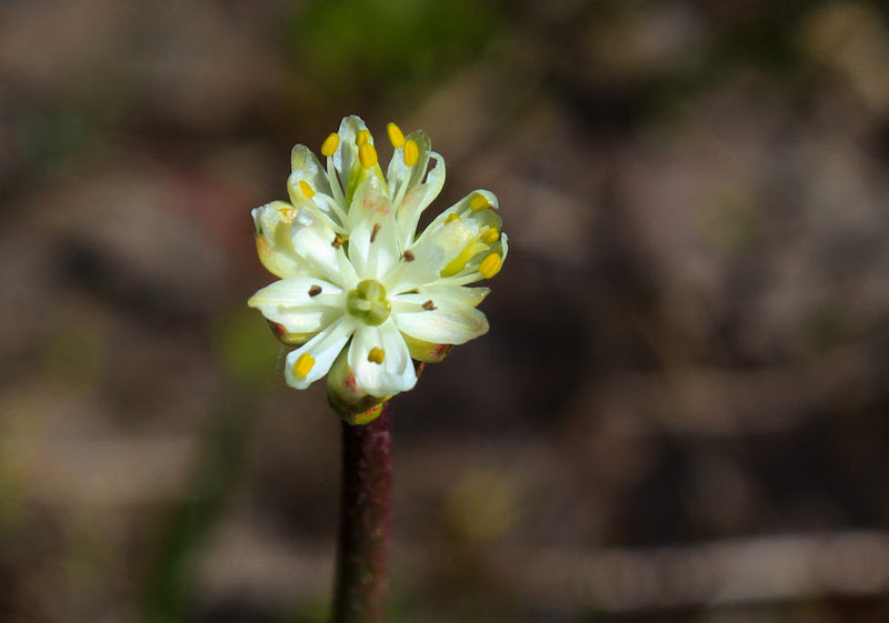 1st Carnivorous Plant Identified In 20 Years Grows Near Vancouver