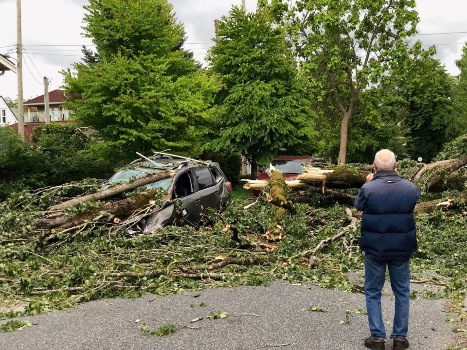 vancouver-fallen-tree-branch