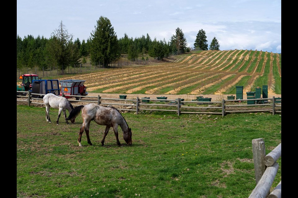 The Baccata Ridge Winery is up for sale