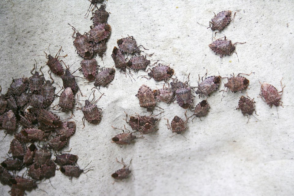 An infestation of brown marmorated stink bugs