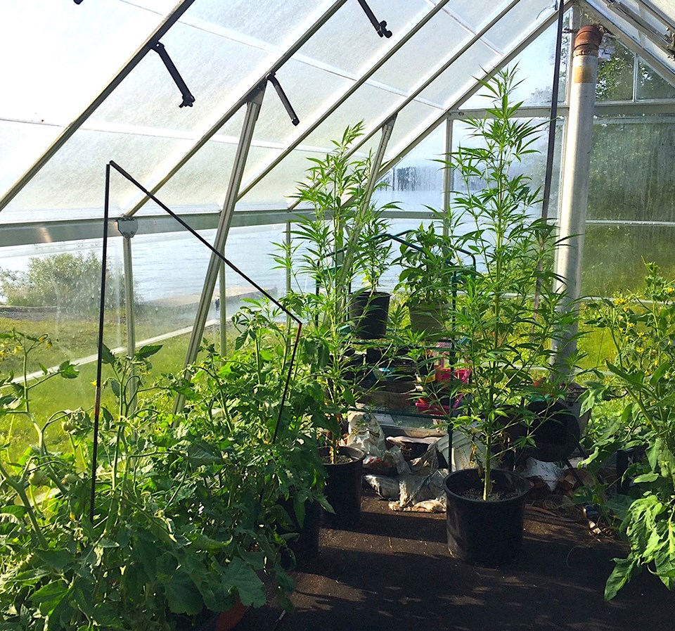 cannabis-plants-real-estate-1