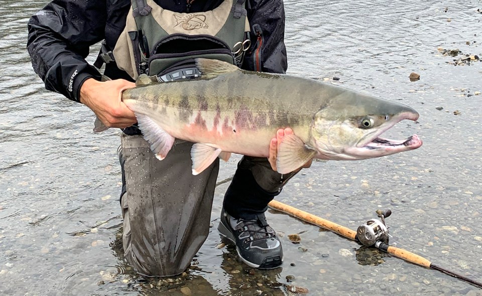 chum-salmon-vedder-river