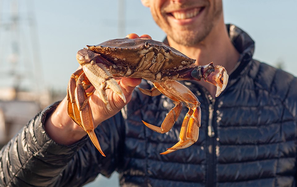 dungeness-crab
