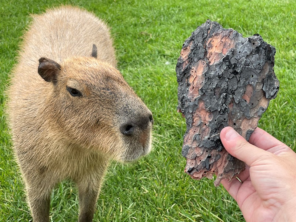 kangaroo-creek-capybara-wildfires