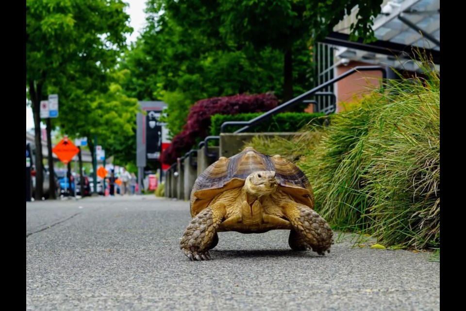 Pong the tortoise out for a stroll