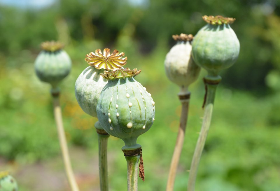 poppies-getty