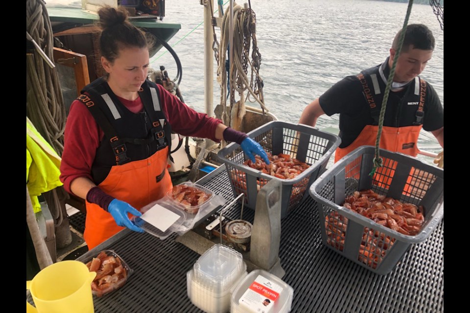 Spot prawns being sorted