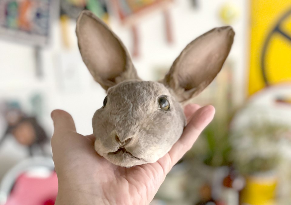 rabbit-head-taxidermy