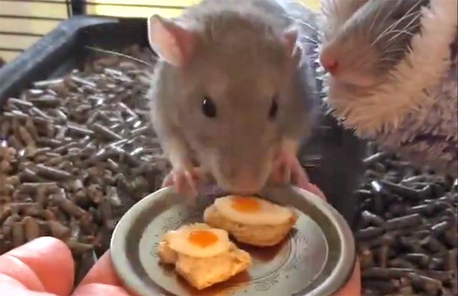 Owner feeds cute pet rats real eggs on toast - Vancouver Is Awesome